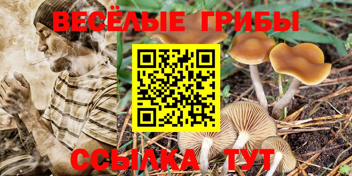Псилоцибиновые грибы Psilocybine cubensis Томск